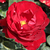 Roșu - Trandafir pentru straturi Floribunda - Lilli Marleen®